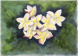 Poipu Plumeria