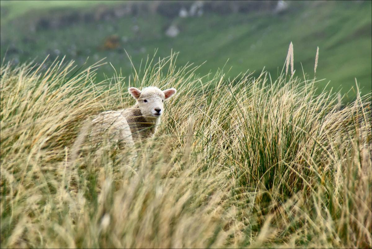 Picture of a lamb in a tall grass looking at the camera